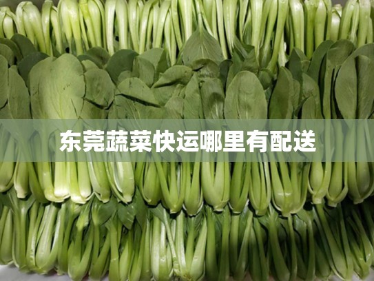 东莞蔬菜快运哪里有配送