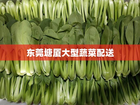 东莞塘厦大型蔬菜配送