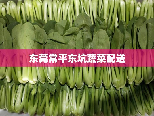 东莞常平东坑蔬菜配送