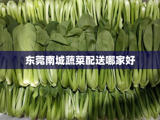 东莞南城蔬菜配送哪家好
