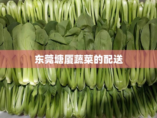 东莞塘厦蔬菜的配送