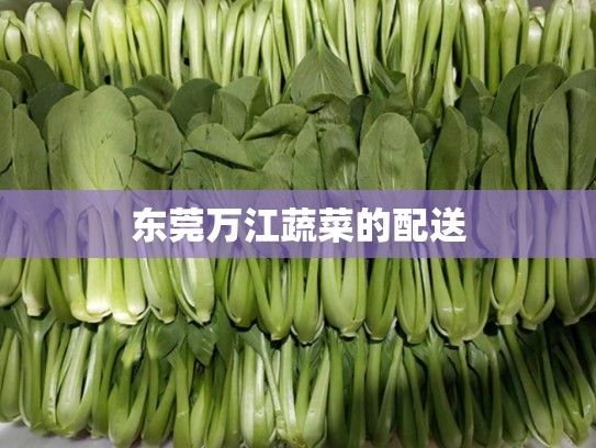 东莞万江蔬菜的配送