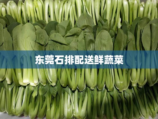 东莞石排配送鲜蔬菜
