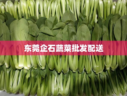 东莞企石蔬菜批发配送