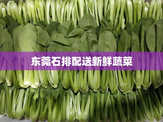东莞石排配送新鲜蔬菜