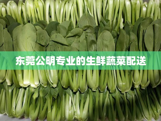东莞公明专业的生鲜蔬菜配送