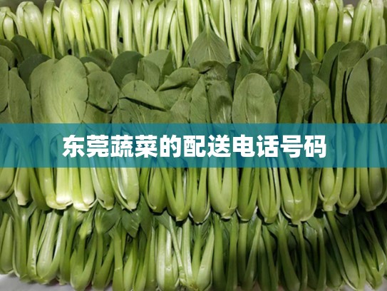 东莞蔬菜的配送电话号码