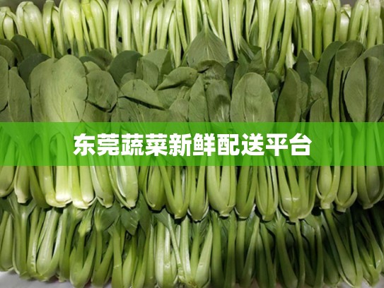 东莞蔬菜新鲜配送平台