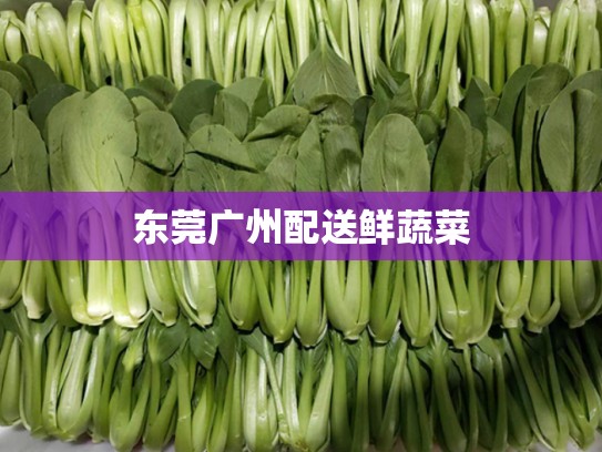 东莞广州配送鲜蔬菜