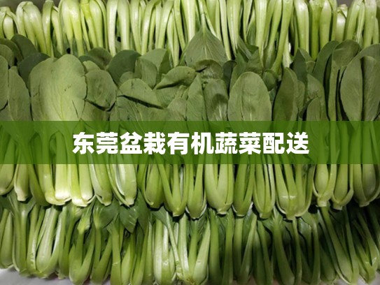 东莞盆栽有机蔬菜配送