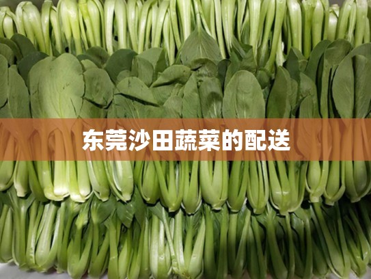 东莞沙田蔬菜的配送