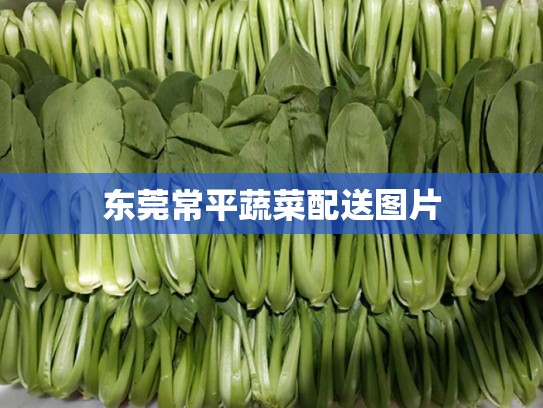东莞常平蔬菜配送图片