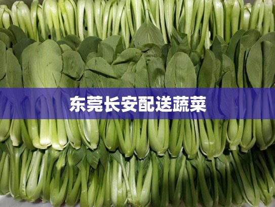东莞长安配送蔬菜
