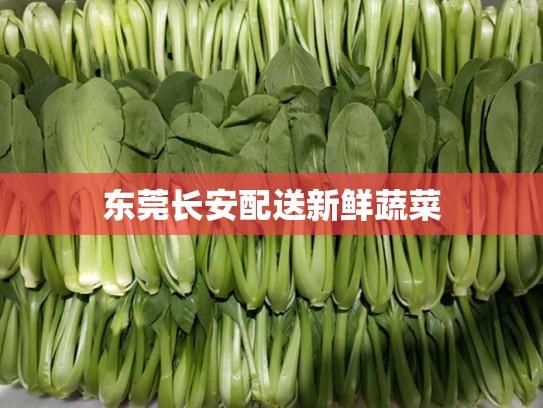 东莞长安配送新鲜蔬菜