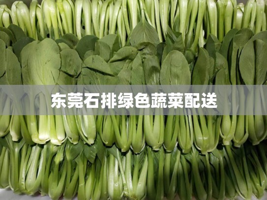 东莞石排绿色蔬菜配送