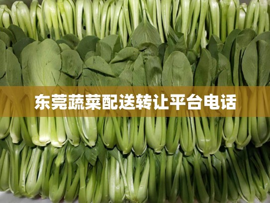 东莞蔬菜配送转让平台电话