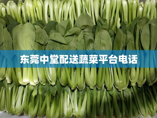 东莞中堂配送蔬菜平台电话