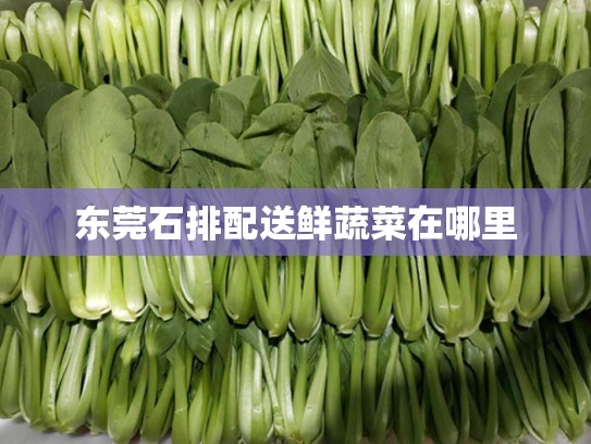 东莞石排配送鲜蔬菜在哪里