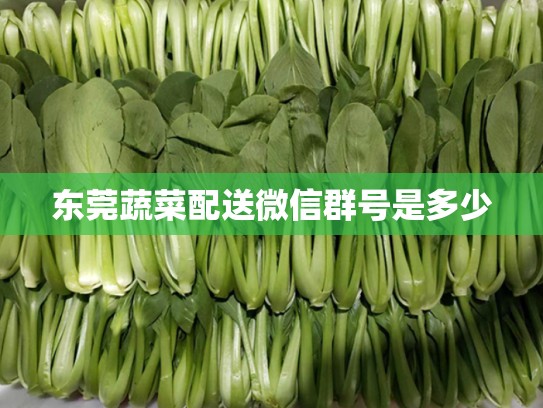 东莞蔬菜配送微信群号是多少