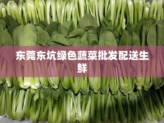 东莞东坑绿色蔬菜批发配送生鲜