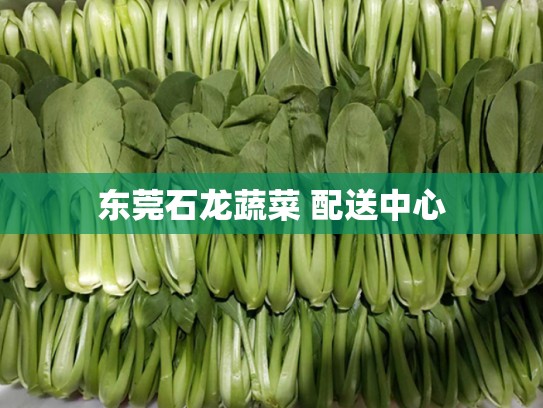 东莞石龙蔬菜 配送中心