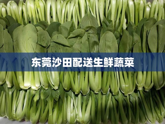 东莞沙田配送生鲜蔬菜