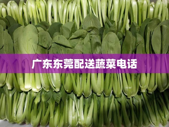 广东东莞配送蔬菜电话