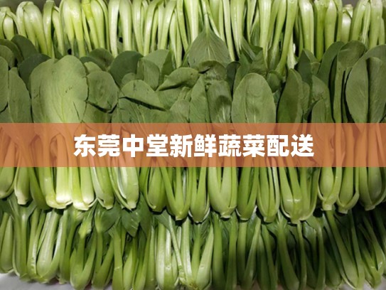 东莞中堂新鲜蔬菜配送