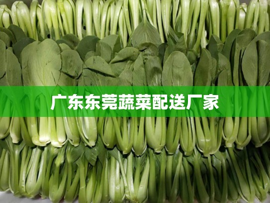 广东东莞蔬菜配送厂家