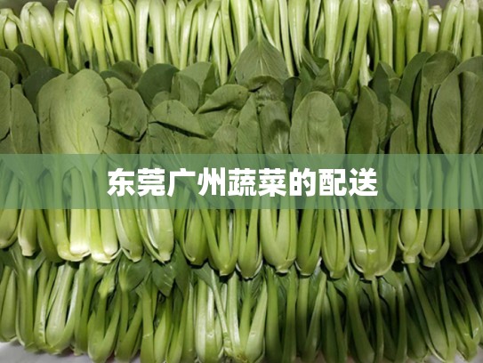 东莞广州蔬菜的配送