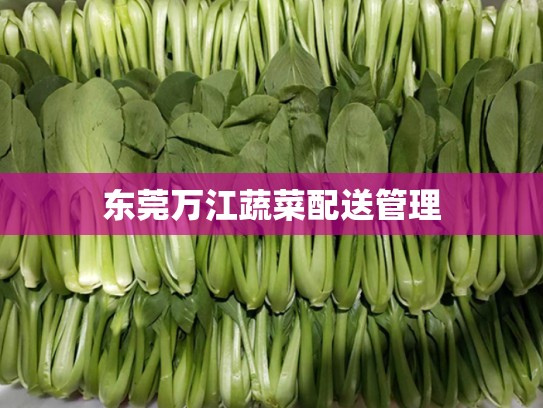 东莞万江蔬菜配送管理