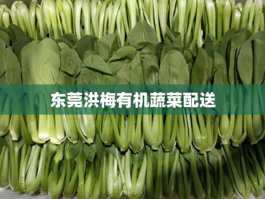东莞洪梅有机蔬菜配送