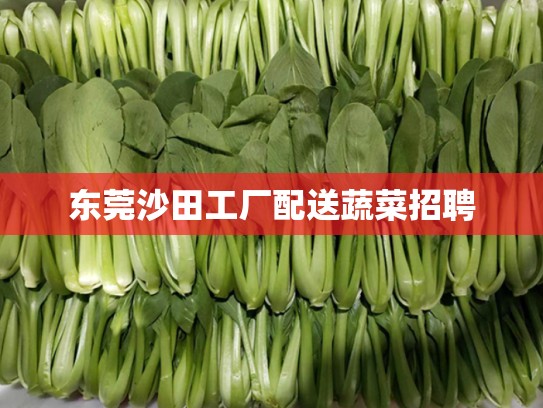 东莞沙田工厂配送蔬菜招聘