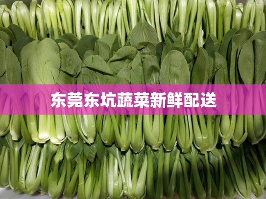 东莞东坑蔬菜新鲜配送