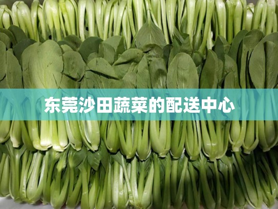 东莞沙田蔬菜的配送中心