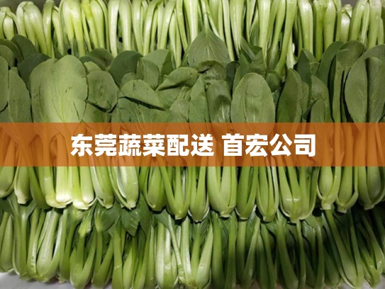 东莞蔬菜配送 首宏公司