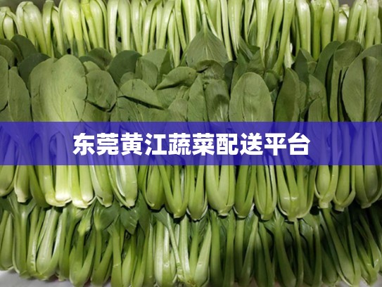 东莞黄江蔬菜配送平台
