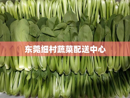 东莞细村蔬菜配送中心