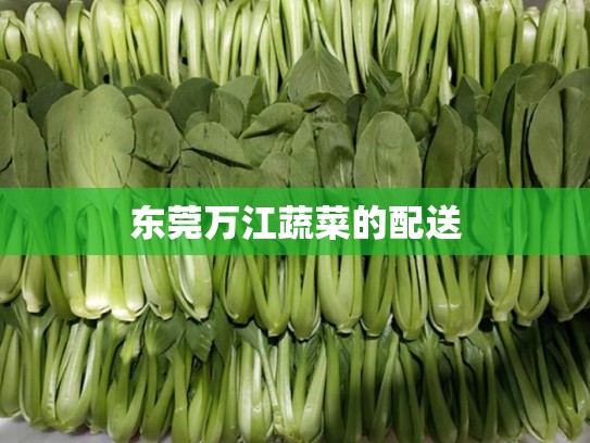 东莞万江蔬菜的配送