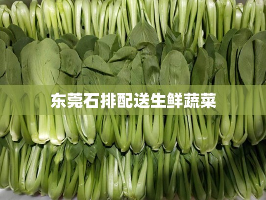 东莞石排配送生鲜蔬菜