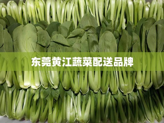 东莞黄江蔬菜配送品牌