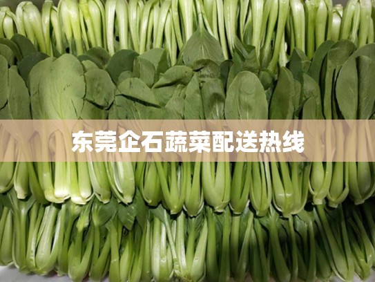 东莞企石蔬菜配送热线