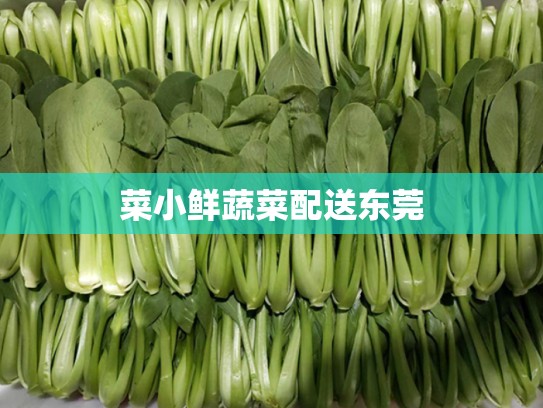 菜小鲜蔬菜配送东莞