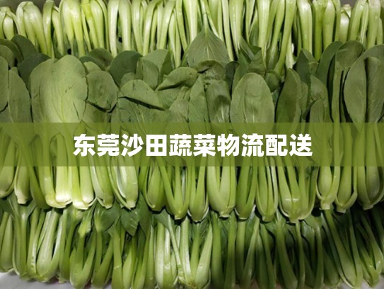 东莞沙田蔬菜物流配送