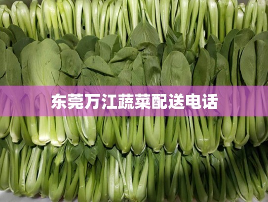 东莞万江蔬菜配送电话