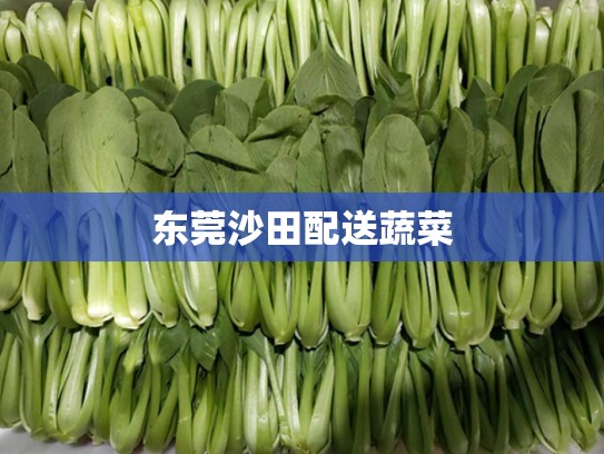 东莞沙田配送蔬菜