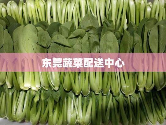 东莞蔬菜配送中心