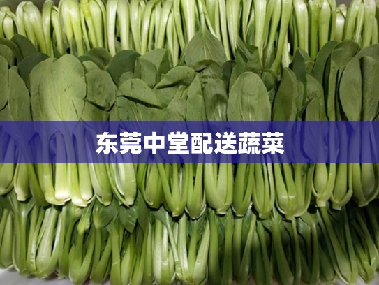 东莞中堂配送蔬菜