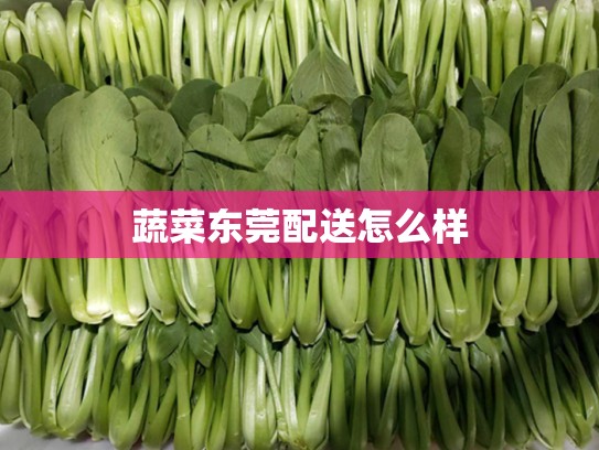 蔬菜东莞配送怎么样