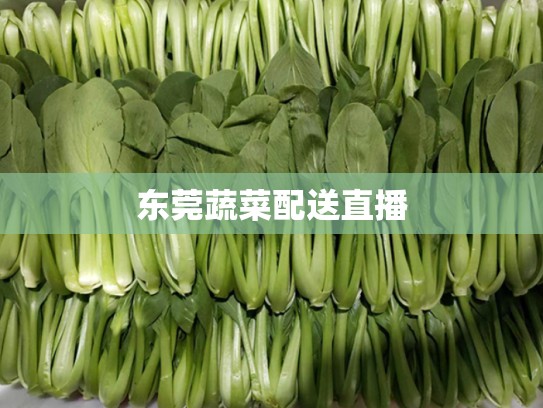 东莞蔬菜配送直播